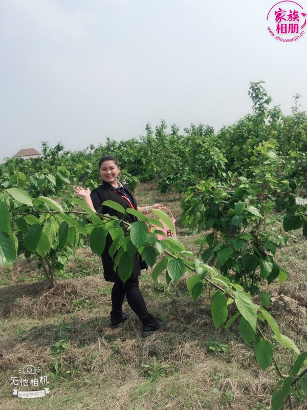 蓝婷婷2018年3月，摘桑葚-第2页