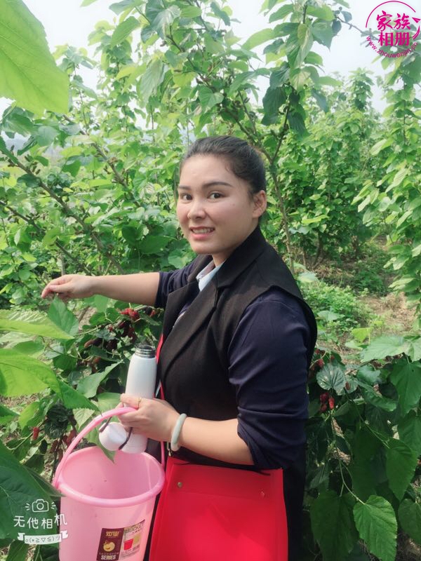 蓝婷婷2018年3月，摘桑葚